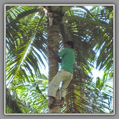 Pruning coconut palm