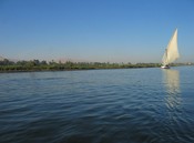Luxurious growth at the edge of the west bank of the Nile