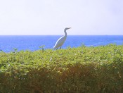 An egret stalks the hedge bordering our beach area