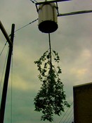 Outside Mass MoCA, Natalie Jeremijenko's <em>Tree Logic,</em> 1999