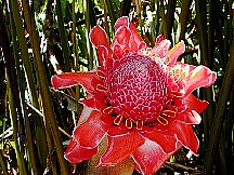 6682gardenofedenflower.jpg