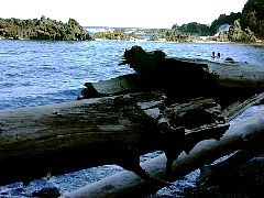 506721swimmersdriftwood.jpg