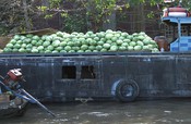 An navy of cabbages 