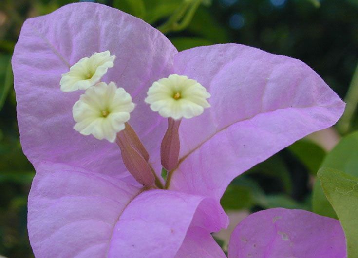 prev a rainforest flower more pangkor laut wildlife on the monkey page ...