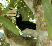 How many hornbills are there in the tree? (435x384, 85.0 kilobytes)