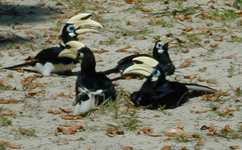 The same four hornbills (588x364, 90.6 kilobytes)