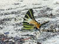 Another butterfly (1600x1200, 438.9 kilobytes)