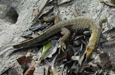 A blue-tongued lizard among the leaves (1266x828, 798.7 kilobytes)