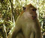 Looking for a handout on the bridge across the lowlands.  This fellow and some of his friends are also on the monkey page. (631x530, 164.1 kilobytes)