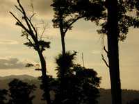 Right in the middle of the picture is one of the hornbills on Gunung Raya mountain.  We could see the hornbill pluck a fig in the tip of his bill and then roost where he could tip his head back and let the fig slide down his mouth and gullet. (1600x1200, 370.9 kilobytes)