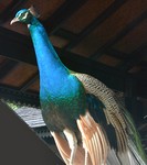 Peacocks are always impressive, even if not native. (487x550, 79.3 kilobytes)