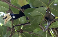 Hornbills are the most spectacular native birds at Pangkor Laut (800x512, 88.8 kilobytes)