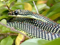 I spotted this Princess Tree Snake in the bushes at the Spa at Pangkor Laut Resort. (667x500, 107.9 kilobytes)