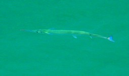 One of many handsome Gars - about a meter long.  They move very slowly - but are very quick when they're after a little fish to eat. (713x420, 30.4 kilobytes)