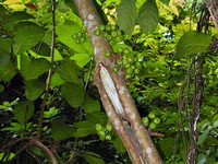 Yip pointed out this tree with fruit growing directly on the trunk. (733x550, 85.8 kilobytes)