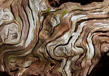 A stump in the rain forest at Pangkor Laut.  Trees don't have annual rings because there's no cold season.  Why does this look like rings? (717x500, 99.2 kilobytes)