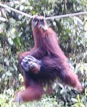 Mature male orangutan - with big face pads (359x440, 93.3 kilobytes)