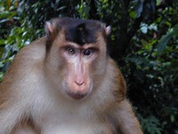 The alpha pig-tailed Macaque - blind in his left eye (667x500, 77.0 kilobytes)