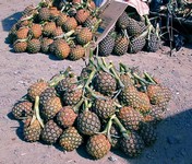 Small local pineapples in their display case (588x500, 92.1 kilobytes)