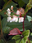 A begonia in the Mountain Garden, which aims to preserve the variety of local plants. (375x500, 85.3 kilobytes)