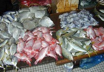 The Sandakan fish market has an amazing variety . . . (712x500, 95.6 kilobytes)
