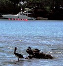 Pelicans on the breakwater for the beach