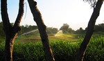 All the golf courses are watered every morning