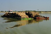 Two barges of big teak logs