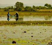 Bottom netters in a stagnant area of Inle Lake.