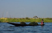 He has dug up a load of vegetation from the bottom of Inle Lake