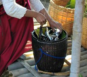 Fresh fish at the Kyauk Taing Market