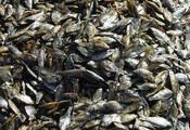 Dried fish at the Intain Market