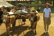 At the end of the Intain Market, this ox cart is ready