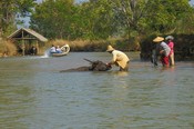 Washing one of the water buffalo