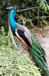 But I know this is a peacock