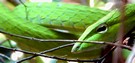 Closeup of the green snake