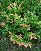 A bush at the beautifully planted Marina Phuket Resort