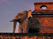 An elephant stands guard on the corner of the chedi