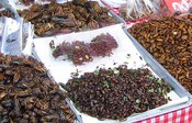 Closeup of the insects on sale at the Sunday market