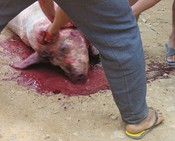  Slaughter in Baan Ruam Mid