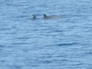 On the way back, we saw a school of dolphins. (549x413, 38.8 kilobytes)